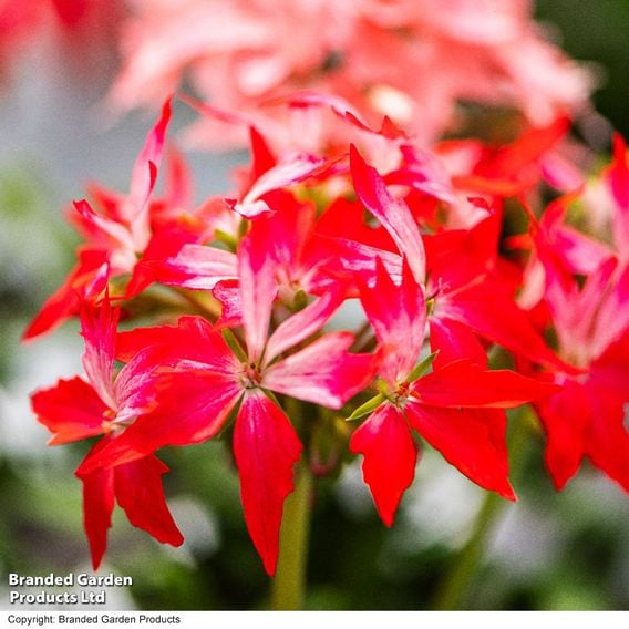Geranium 'Firework Red-White'