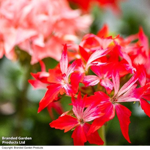 Geranium 'Firework Red-White'