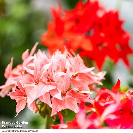 Geranium 'Firework Red-White'