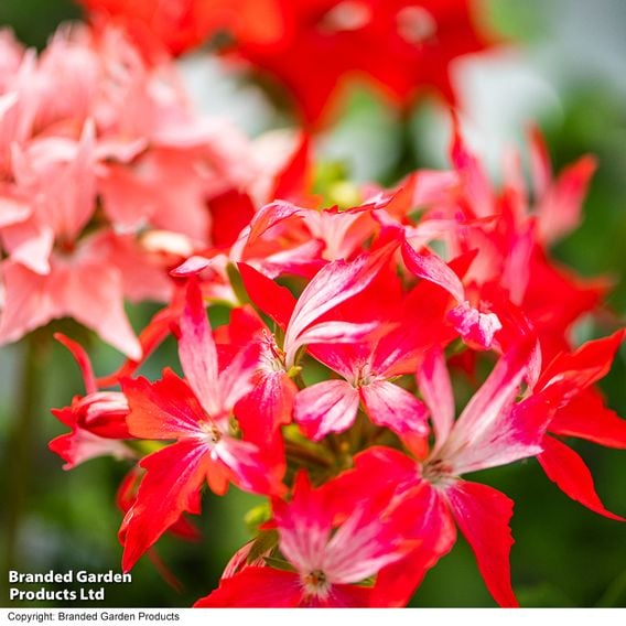 Geranium 'Firework Red-White'