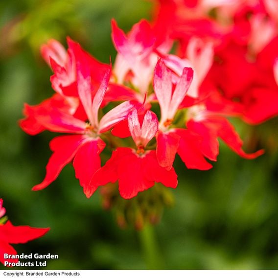 Geranium 'Firework Red-White'