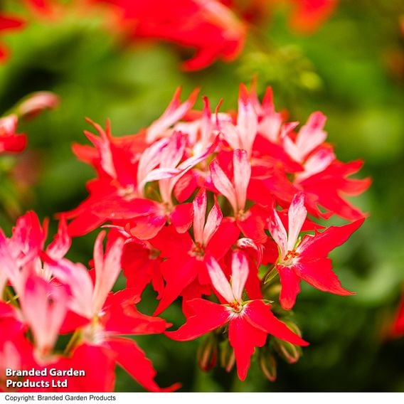 Geranium 'Firework Red-White'