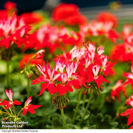 Geranium 'Firework Red-White'