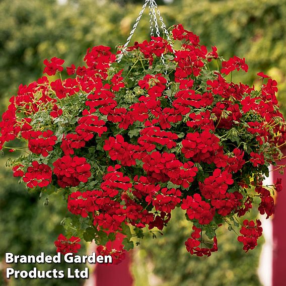 Geranium 'Grandeur Power Red'