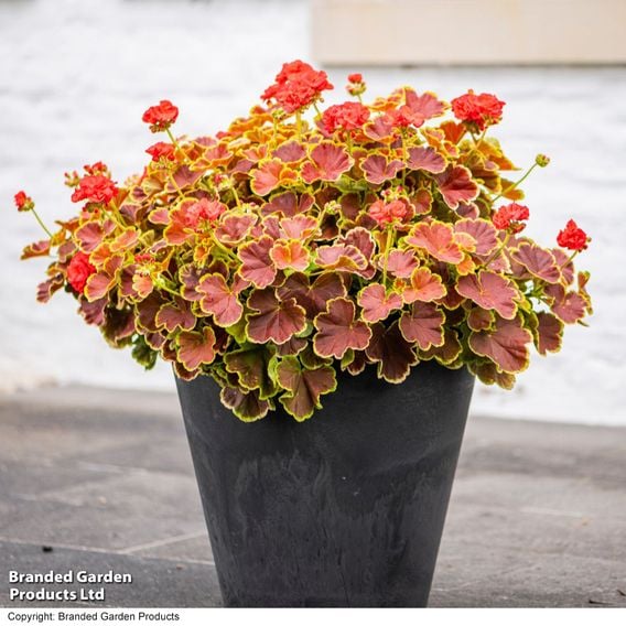 Geranium 'Grandeur Deco Caramel Red'