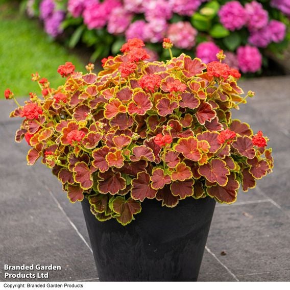 Geranium 'Grandeur Deco Caramel Red'
