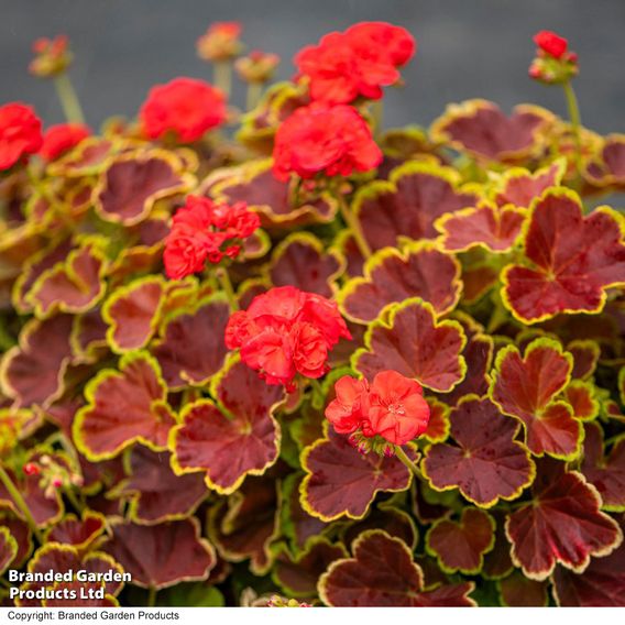 Geranium 'Grandeur Deco Caramel Red'