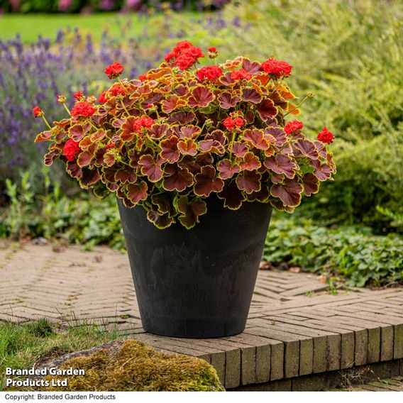 Geranium 'Grandeur Deco Caramel Red'