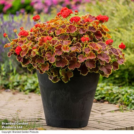 Geranium 'Grandeur Deco Caramel Red'