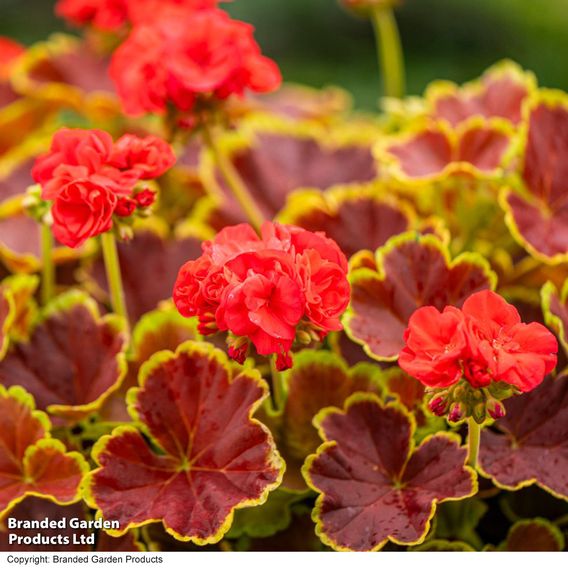 Geranium 'Grandeur Deco Caramel Red'