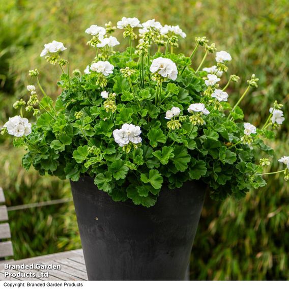 Geranium 'Grandeur&reg; Classic White'