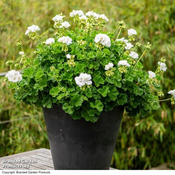 Geranium 'Grandeur&reg; Classic White'