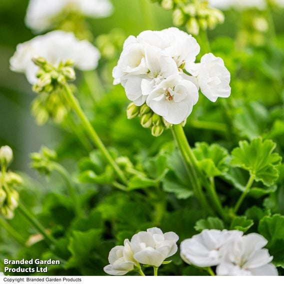 Geranium 'Grandeur&reg; Classic White'