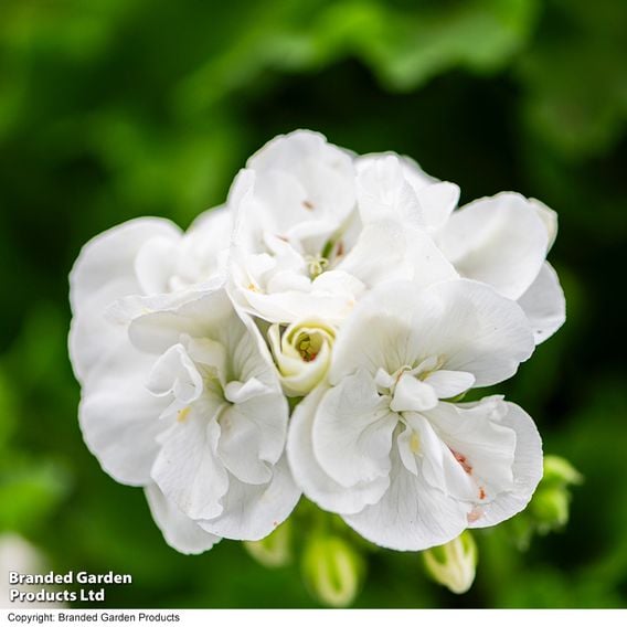 Geranium 'Grandeur&reg; Classic White'