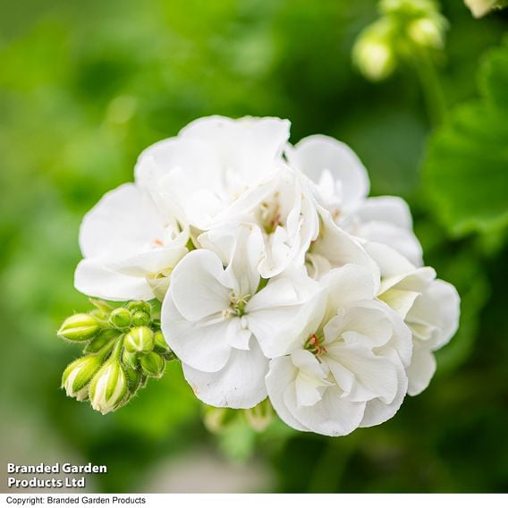 Geranium 'Grandeur&reg; Classic White'