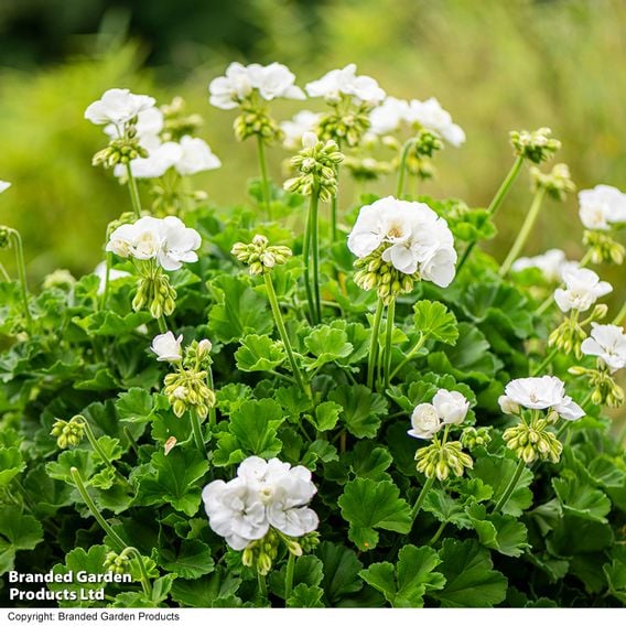 Geranium 'Grandeur&reg; Classic White'
