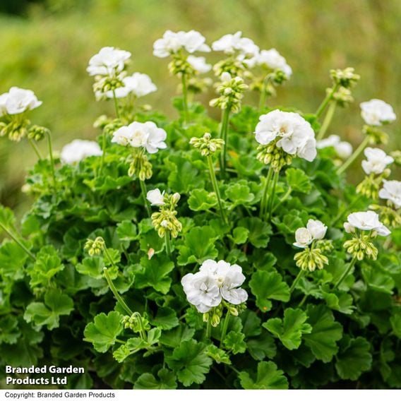 Geranium 'Grandeur&reg; Classic White'