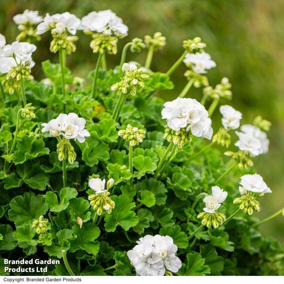 Geranium 'Grandeur&reg; Classic White'