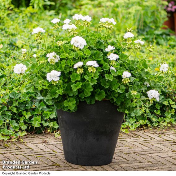 Geranium 'Grandeur&reg; Classic White'