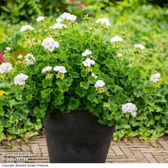 Geranium 'Grandeur&reg; Classic White'