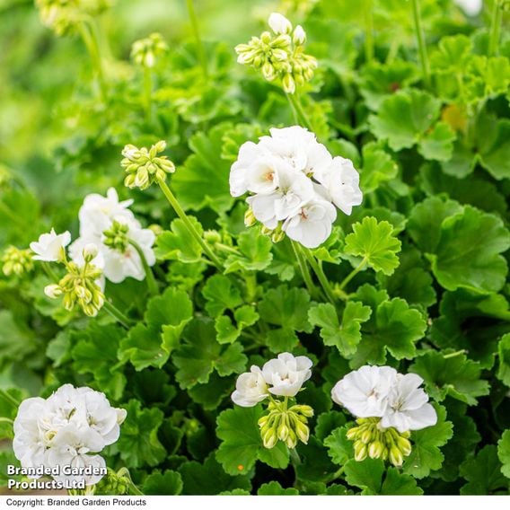 Geranium 'Grandeur&reg; Classic White'