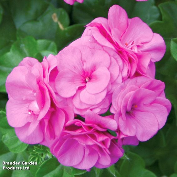Geranium 'Rosebud Collection'