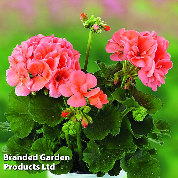 Geranium Giants Collection