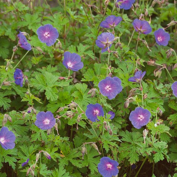 Geranium himalayense