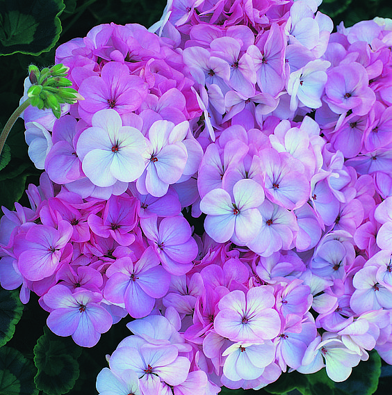 Geranium 'Horizon F1 Appleblossom'