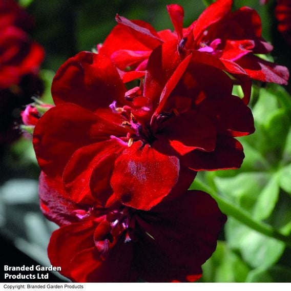 Geranium 'Rosebud Collection'