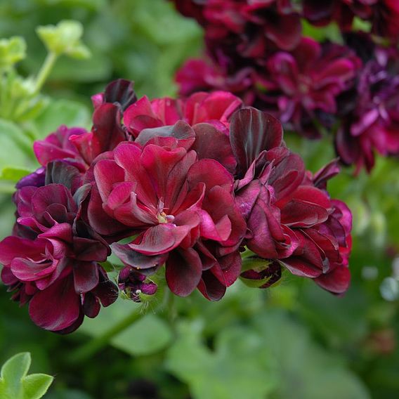 Geranium 'Rosebud Tommy'