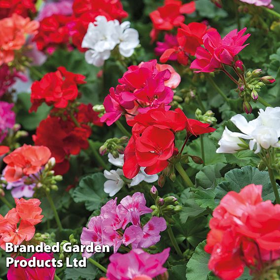 Geranium 'Jackpot Mixed' F1 Hybrid