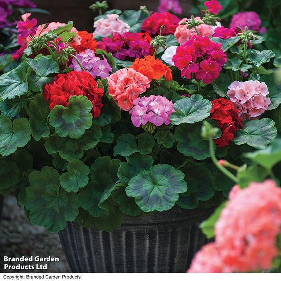 Summer Bedding Plant Collection