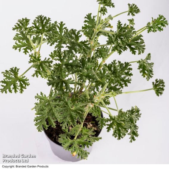 Geranium graveolens 'Mosquito Fighter'