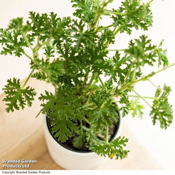 Geranium graveolens 'Mosquito Fighter'