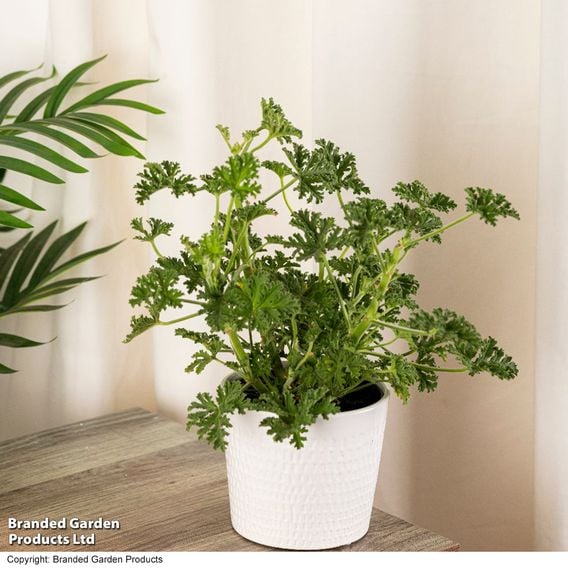 Geranium graveolens 'Mosquito Fighter'