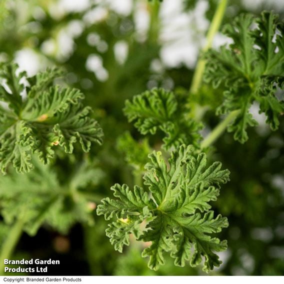 Geranium graveolens 'Mosquito Fighter'
