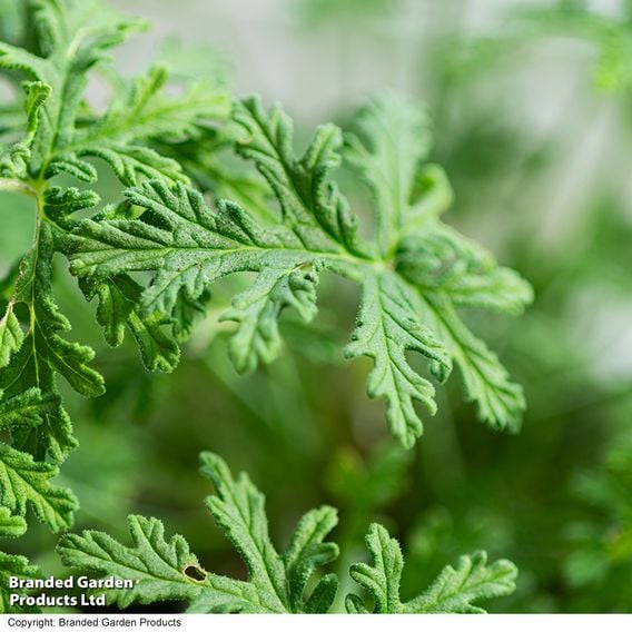 Geranium graveolens 'Mosquito Fighter'