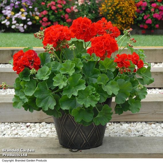 Geranium 'Octavia Hill'