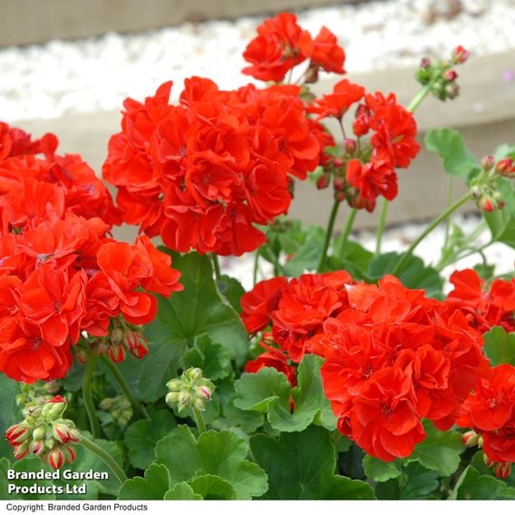Geranium 'Octavia Hill'
