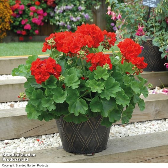 Geranium 'Octavia Hill'