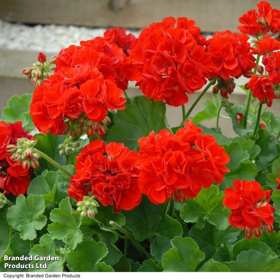 Geranium 'Octavia Hill'