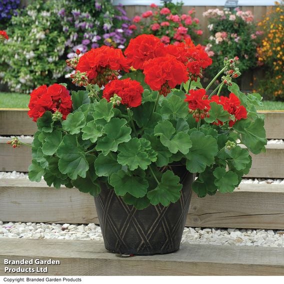 Geranium 'Octavia Hill'