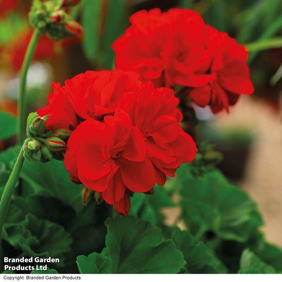 Geranium 'Octavia Hill'