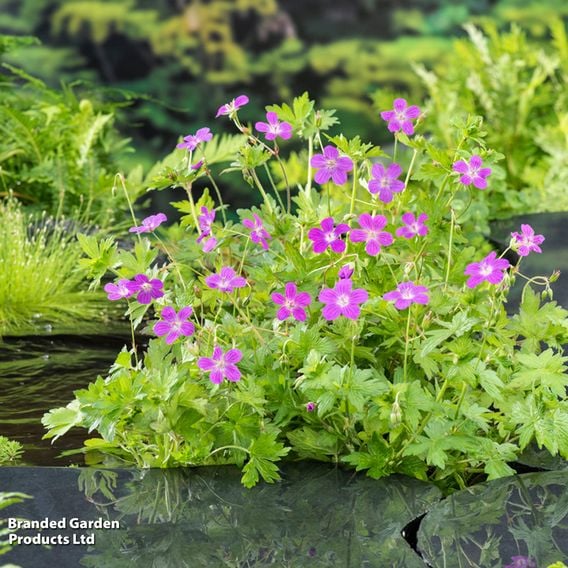 Geranium palustre (Marginal Aquatic)