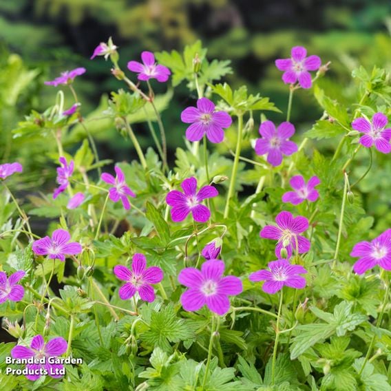 Geranium palustre (Marginal Aquatic)