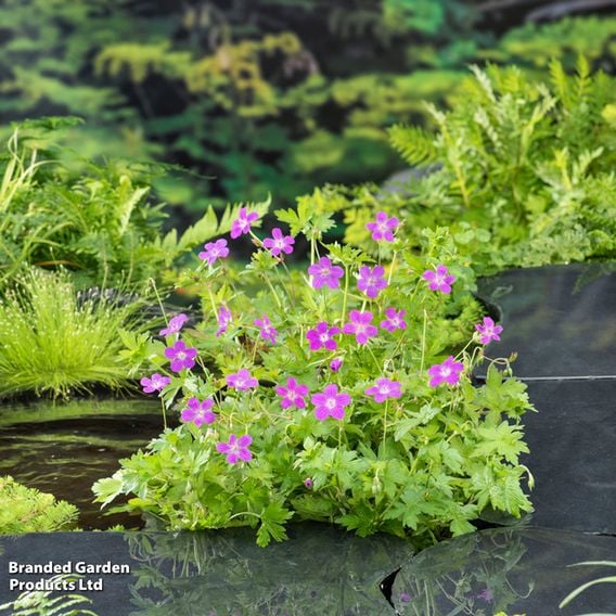 Geranium palustre (Marginal Aquatic)
