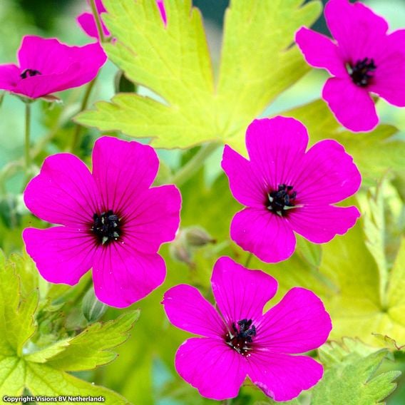 Geranium 'Patricia'