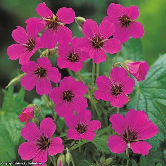 Geranium 'Patricia'