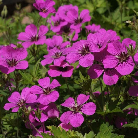 Geranium 'Patricia'